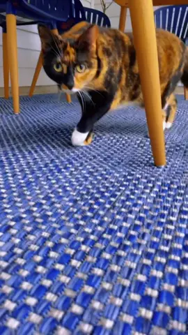Nala always hunting #fyp #catsoftiktok #cat #cats 