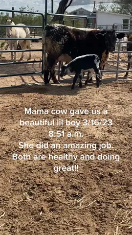 Our newest addition to the farm. #calf #babycalf #babycow #babybull #cow #cattle #livestock #newborn #baby #farmanimals #cowboy #cowgirl #ranch #ranchlife #farmlife #farmer #animals #animallove 