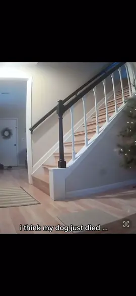 rip chloe 🫶🫶🫶 #SeeHerGreatness #rip #dog 