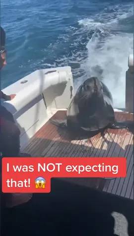 OH HI FREN! 🦭 #fyp #ocean #fishing 