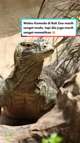 Walau Komodo di Bali Zoo masih sangat muda, tapi dia juga masih sangat mematikan 😲 #Komodo #BaliZoo #KomodoDragon #ExploreBaliZoo #BaliZoo #animalsoftiktok #animaldoingthings #faktabinatang 