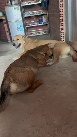 Lại là ẻm, nay lớn hơn mẹ luôn ròi. Mẹ đang có bầu em mới luôn rồi. Mà cứ bú, bú ghiền, bú vì đam mê. Giờ có từ gì mắc cỡ hơn từ mắc cỡ không cả nhà?! 🤣 #cúncon #chó_cưng #pet #cúncưng #miềntây 