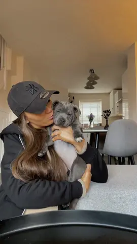 Shes done with the photoshoots 😂🫶🏽 #puppy #puppylove #bluestaffypuppy @Jade Henley 