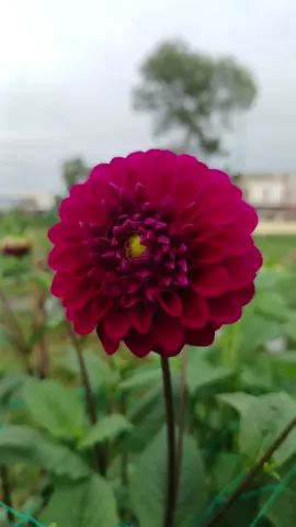 thược dược tím Huế #xuhuong #trendding 