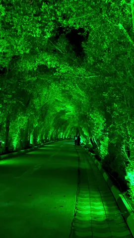 شارع محمد الأمين 💚 #عالمي #شارع_محمد_الامين_كربلاء #ابي_عبدالله_الحسين_ #العتبة_الحسينية_المقدسة #كربلاءالمقدسه 