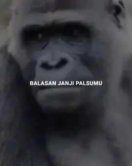 #balasanjanjipalsumu #parodi #lucu #ajitani01 