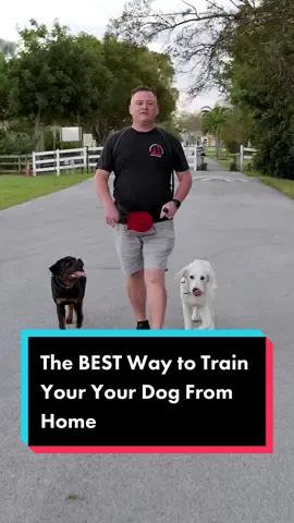 The BEST Way to Train Your Your Dog From Home #dog #dogs #puppy #doglover #DogTraining #fyp 