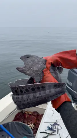 Wolf Eel Fish in our Crab Trap, incidentally, caught and released by the Deck Boss David. Humane and sustainable fishing and crabbing on the Friendliest Catch Boat, California. #wolfeel #crab #crabs #rockcrab #stonecrab #natgeo #nationalgeographic #fishingtiktoks #fish #fishing #fishinglife #fisher #friendliestcatch #fyp #foryoupage #santacruz #sistainable 