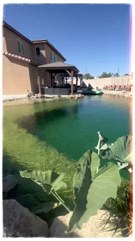 natural swimming pool - biological filtration, not a drop of chlorine or salt🌱💦🌺#naturalpool #pool #biologicalfiltration #nature #design #outdoorliving #SeeHerGreatness #swimming #chlorinefreeoasis #naturalpools #swimmingpool #water #rock #life #relaxation #backyard #koi #echosystem #cenote #sand #beach #sun #birds #habitat 