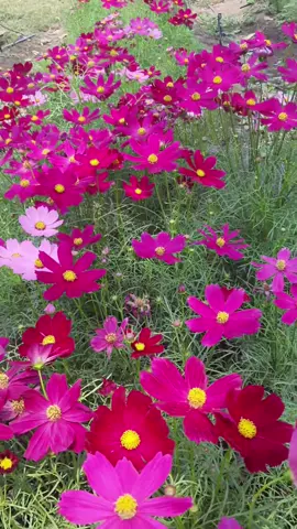 ดอกคอสมอสสวยงาม🌸🌸#ดอกไม้สวย#ธรรมชาติบําบัด🍃 #ดอกไม้สีชมพู 