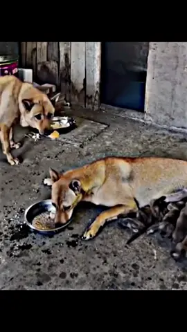 Better then Most humans #following #bestfriend #heart #Love #tiktok #fyp #hearttouching #heartwarming #follow #dog 
