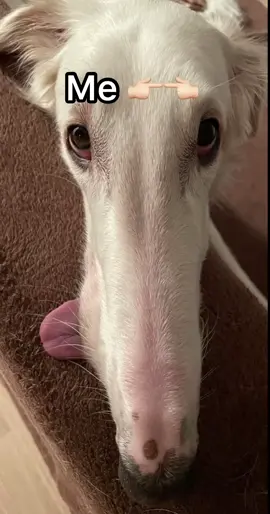 A real hunter 😤 #uno_borzoi 