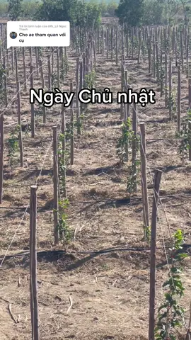 Trả lời @@fb_Lê Ngọc Thanh chờ chanh leo giàn đã cụ ơi 😘😘😘 #xuhuong #chanhday🍋 #chanhdayyy🍋🧚 #nongnghiephiendai 