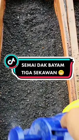 Semai dak bayam tiga sekawan ✌️😁✌️ #fypシ #fy #sayur #tanaman 
