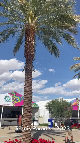Tennis Paradise 2023 w/ @bnpparibasopen_  @allepierce  @racquetmag #fyp #aces4trees #racquet #indianwellstennisgarden #tennis 