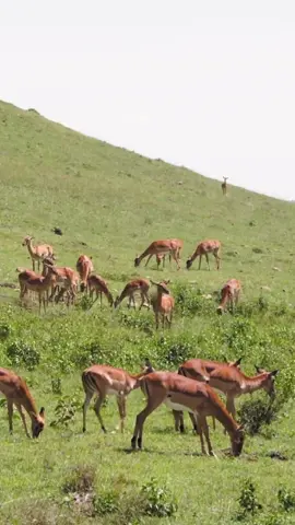 A Gazelle walking through a savanna A gazelle (Gazella) with large and wavy horns walking through a sunny and grassy Kenyan savanna. 