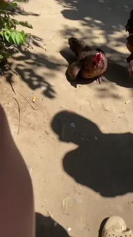 ไก่ใจดีแทนเจ้าของ
