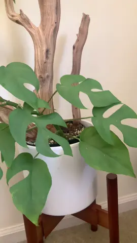 Just a little green guy, thriving. #aesthetic #plantsoftiktok #plantupdate #plantcare 