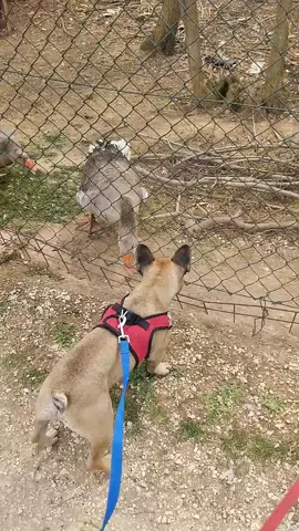 Reunion 🪿🐕🐩💖💖 #frenchbulldog #frenchie #frenchiesofinstagram #dogsofinstagram #dog #frenchies #frenchielove #puppy #bulldog #frenchiepuppy #frenchbulldogsofinstagram #dogs #frenchieoftheday #frenchielife #puppylove #frenchiesociety #frenchbulldogs #bulldogfrances #frenchiegram #puppiesofinstagram #Love #instadog #dogstagram #bulldogsofinstagram #bulldogs #puppies #instafrenchie #doglover #bully #bumersworld #cane #cani #fattoria 