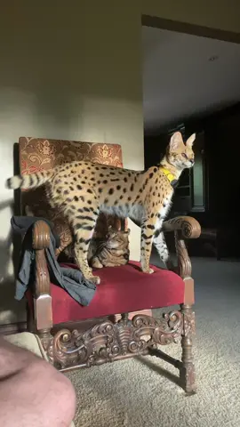 my baby girl, my angel, seven my serval ❤️ #africanserval #bengalcat #savannahcat 