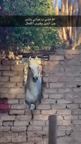 الله يبـاركك لهيـب 🤎🤏🏻. #خيل_وخياله🐎 #العلا #خيول #لهيب 