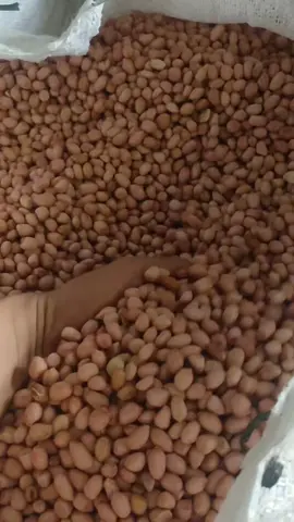 Kacang Tanah ( Bima Ntb ) #kacangtanah🥜🥜 #bisaekspor #indonesia🇮🇩 #aceh #makasar #sulawesiselatan #banjarmasin #kalimantan #kalimantanselatan #kalimantanbarat #fyp #website #google 