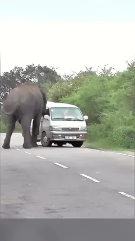 An elephant attacks a van with people #fyp #foryou #elephant #van #elephantattack😢😢 #wild #wildlife #animalsoftiktok