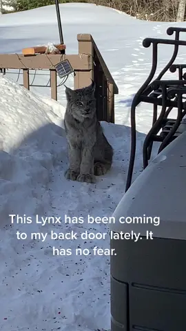 Lynx, niobe lake lodge, wilderness, fyp 