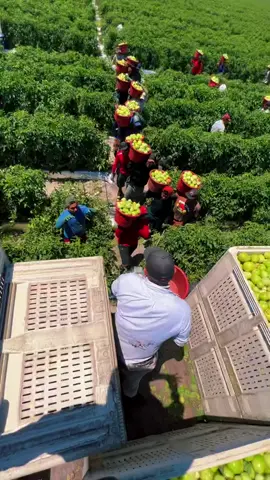 Tomato Harvesting 🍅#trabajoduro #fyp #paratytiktok #trabajospesados #viral #tomates #agriculture #fruit #lavidaenusa #trabajodecampo 