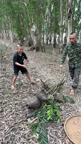 Đi rừng kiếm nhộng kiến thú vị lắm nha #maodede #TamMaoTV #đirung 