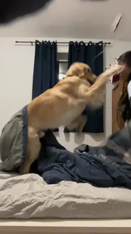 Try me one more time hooman, you’re dead!!😵‍💫#fyp #goldenretriever #puppy #dogsoftiktok #dumbwaystodiee #fypシ 