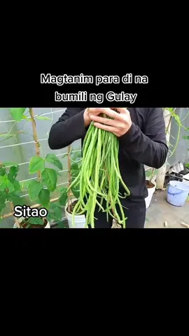 Growing Sitao from Seeds, Magtanim para Hindi na bumili ng Gulay, #foryoupage #fypシ #foryou #vegetables #seed #plant #sitao #garden #planting #trend #affordable #budolfinds 