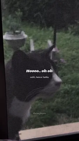 poor cat 😭 #whojmusic 