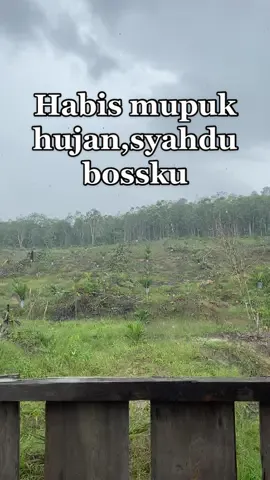 Habis mupuk langsung hujan 🥰🌴🌴🌴#petanimuda #sawit #fypシ #fyp #petanisawit #kebunsawit 