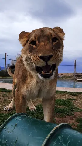 When a lion smiles at you, it's going to be a good day! #smile #goodmorning #happymonday #goodvibes #goodkitty 