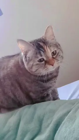 I just want to hold her 🥹🫂#pet #cat #sadpet #sadcat 