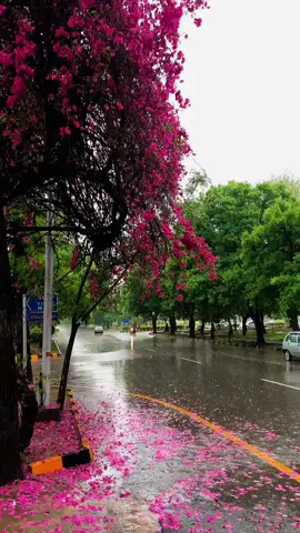 Rainy Morning 🌧❤️ #Islamabadians #Islamabad #pakistan #barish #rainyweather #cloudy #foryoupage #viralvideo #fypシ #rainyday #rain 