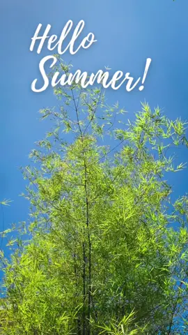 A new reel for Gracey Dive Resort.  #Summer #summervibes #ilovesummer #graceydiveresort  #diveresort #beachresort #beach #vacation #hotel #dauin #dauindiving #divespot #resort #apoislandtour #snorkling #dumaguetetour #hotelaccommodation #hotel #summertime #summervacation #philippines #tourism #itsmorefuninthephilippines #dumaguetecity #localtourism #travel #travelph #asia #beautifuldestinations #graceydiveresortandrestaurant #eatravelogue 