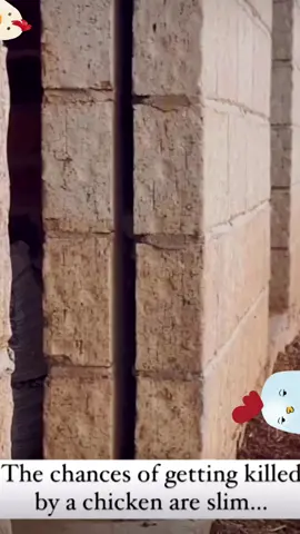 Poultry are attracted to the colour red and the sight of blood can cause them to be attracted to the injured bird and peck at it more to increase their rank in the pecking order. Sometimes this even leads to their death. #death #chicken