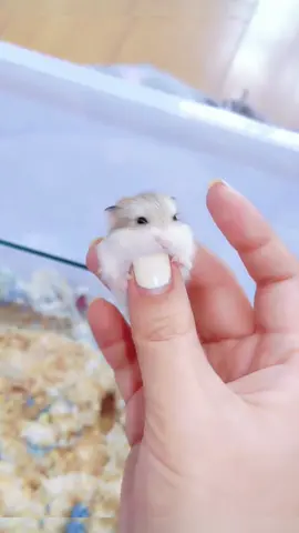 The hamster is so small #funny #cute #pet #fyp #hamsters 