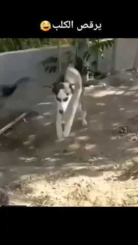 #دويتو مع @حسن البلوشي 🇸🇦🇧🇭🛡 