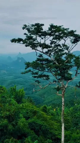 Nyanyian Alam.. #nature #vibes #realet #keindahanalam #pemandangan #aesteticvideo #gunung #hutan 