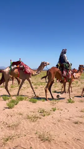 #CapCut  #سواحل #نياق #ساحلي #سواحل_حمر #عطايا_الله #بل #الابل 