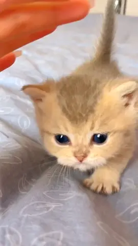 The little short legs run fast 😹😹#Cat #cute #kitten #smallshortlegs #cattok 