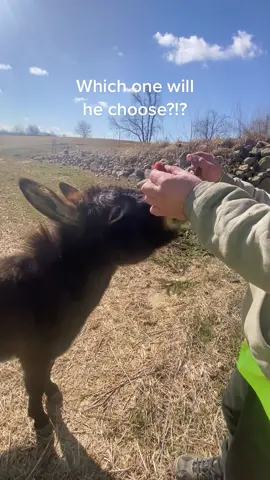Henry picking out his snack! #fyp #henry #boggsfunnyfarm #donkey #fypシ #donkeysoftiktok #farmlife #mannapro 