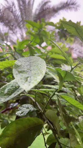 مَطَر ورَبّ مُجِـيب ، اللهُم امنِياتَنـا 💚 #مطر #صوت_المطر #اكسبلور #لحن #يارب #تيك_توك 