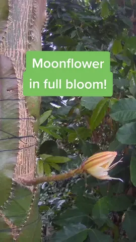 Hello, spring 😍 Check out this stunning timelapse of the University Botanic Garden's beautiful Moonflower in full bloom! 🌸 Did you know Cambridge University students can visit the Botanic Gardens for free? Come along and enjoy the buds, blossoms and scents of the Gardens this spring! 💚 📽️ Cambridge University Botanic Garden #CambridgeUniversity #Cambridge #UniversityOfCambridge #BotanicGardens #Spring #Gardening #Gardens #GardensOfTikTok 