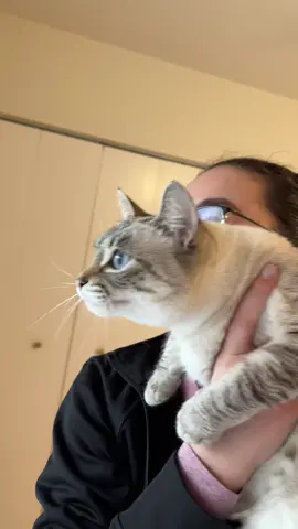 No thoughts. Just chirps. #cat #catsoftiktok #cattok #ekekekkekkek #ekekekek #ekek #funnycat #pet #PetsOfTikTok 