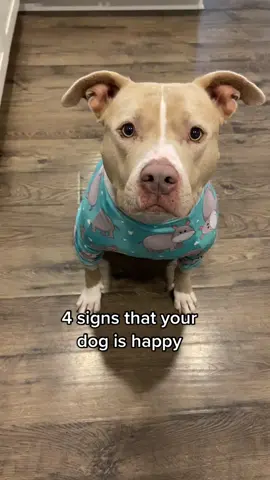 Signs that your dog is happy. #dogs  #dogsoftiktok  #pitbull 
