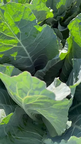 Coliglor Naty de Sakata 👌 #viral #parati #agro #agronomo #naty #hortalizas #coliflor #verduras #chile #cultivo #campo #santiago #colorblanco #calibre #productividad 